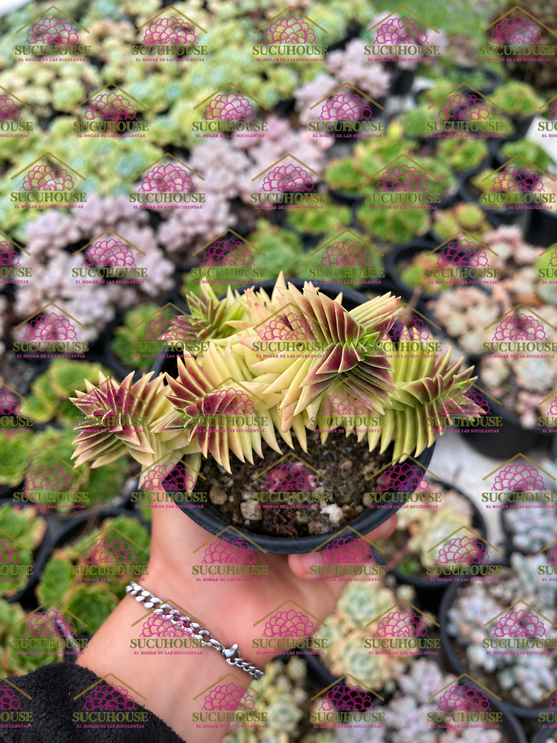 Colonia 4 'Crassula capitella