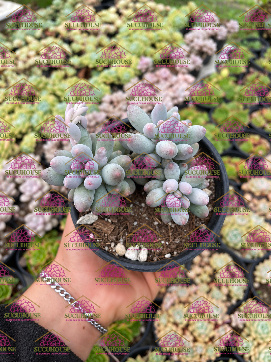 Colonia 4' Pachyphytum machucae