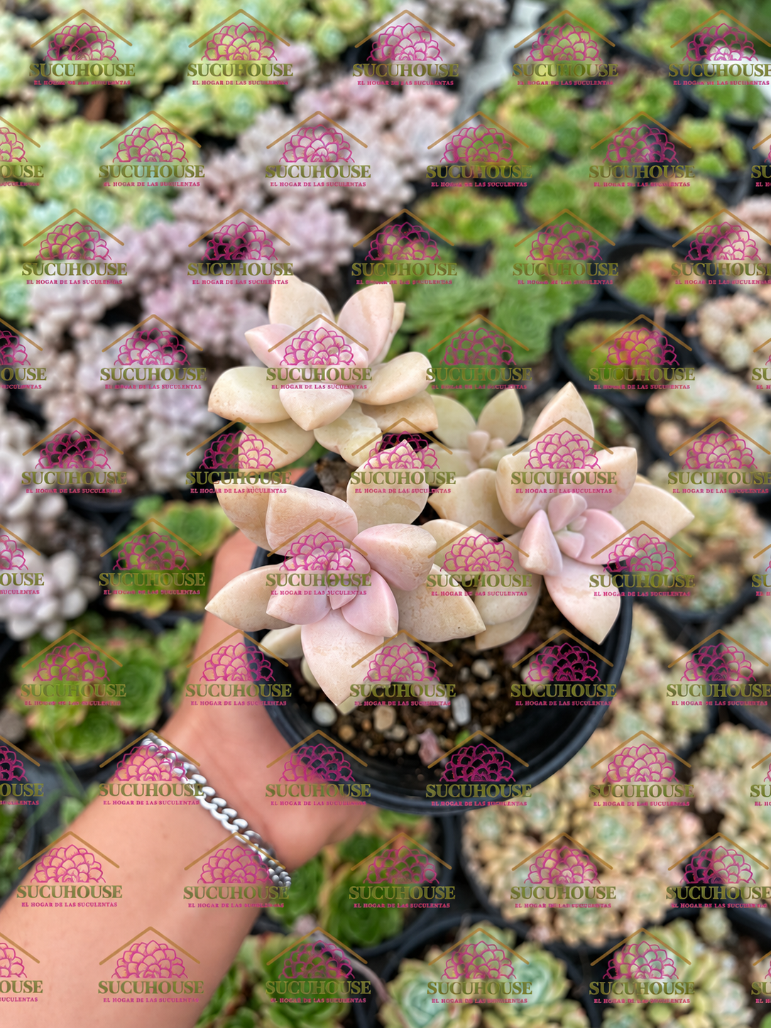 Colonia 4' Graptosedum Ghosty