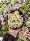 Colonia 4' Echeveria Sánchez mejoradae