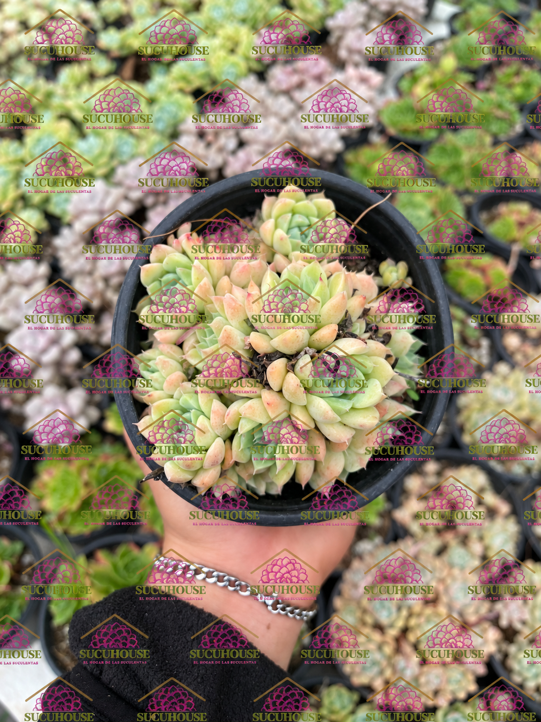 Colonia 4' Echeveria Sánchez mejoradae