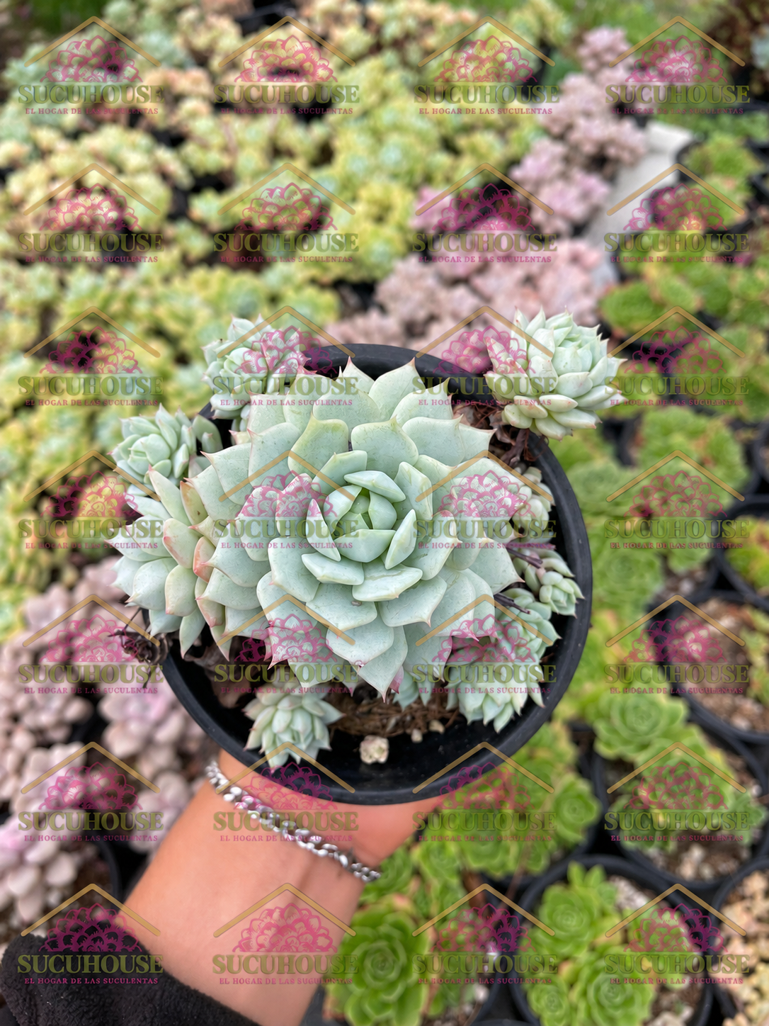 Colonia 4' Echeveria derenbergii var. Captain