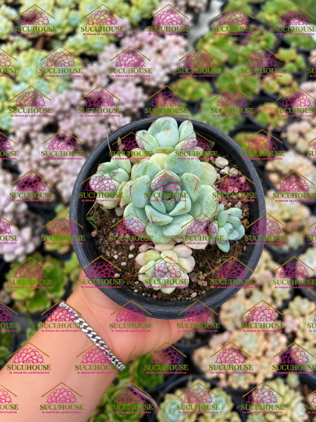 Colonia 4' Echeveria derembergii