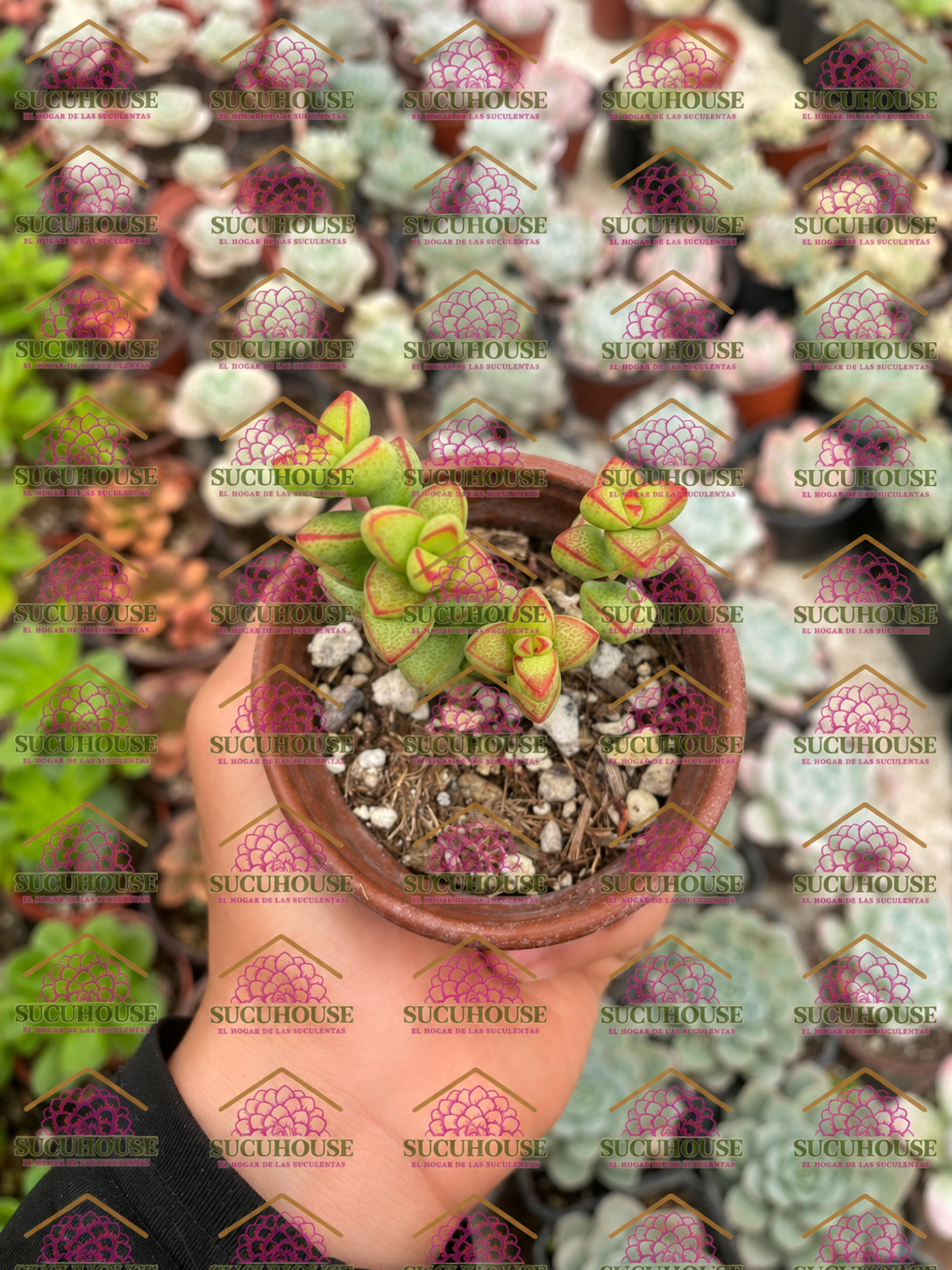Crassula brevifolia M3'