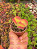 Kalanchoe thyrsiflora M3'