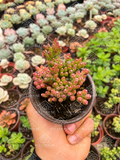 Hatiora salicornioides M3'