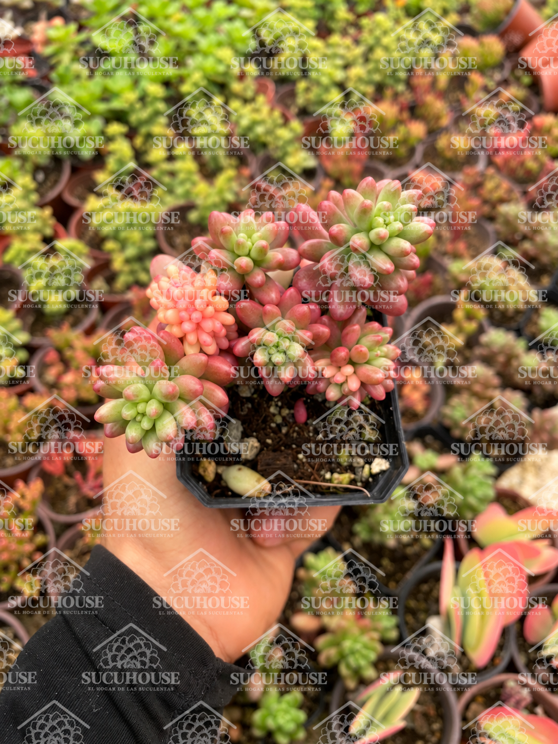 Sedum rubrotinctum Aurora M3'