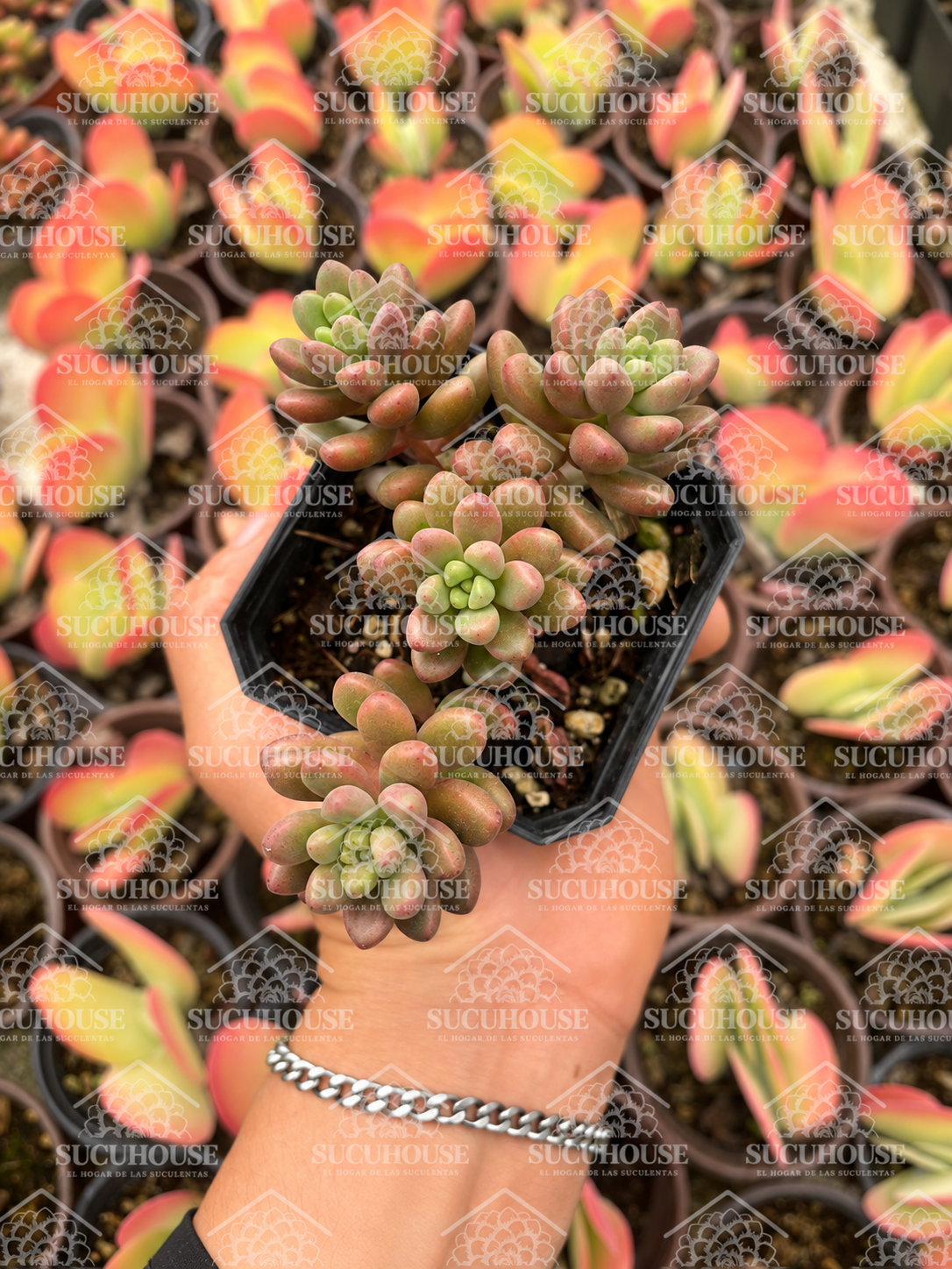 sedeveria whitestone crop M3'