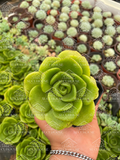 Aeonium Lily Pad M3'