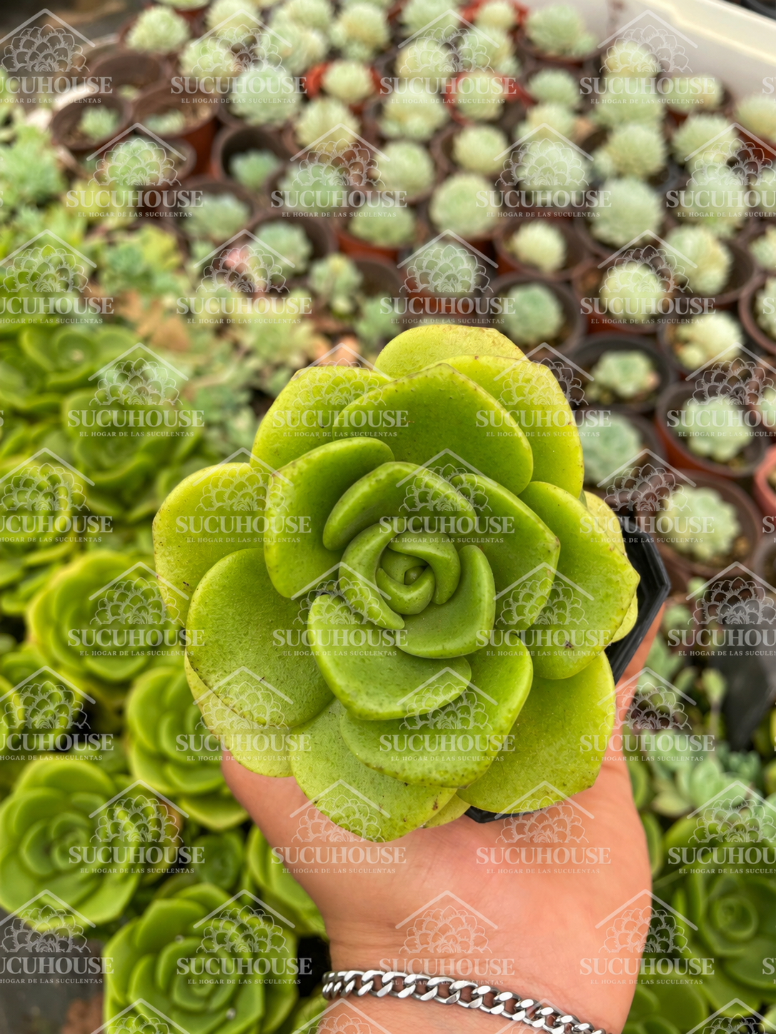 Aeonium Lily Pad M3'