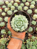Echeveria Captain Hay M3'