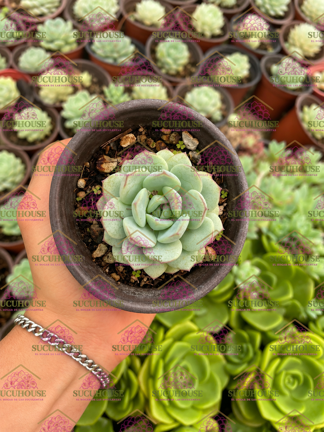 Echeveria derenbergii M3'