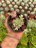 Graptopetalum macdougallii M3'