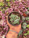 Crassula Coralita M3'