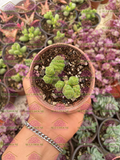 Crassula columella M3'