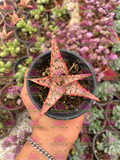 Aloe Petrus Pink M3'