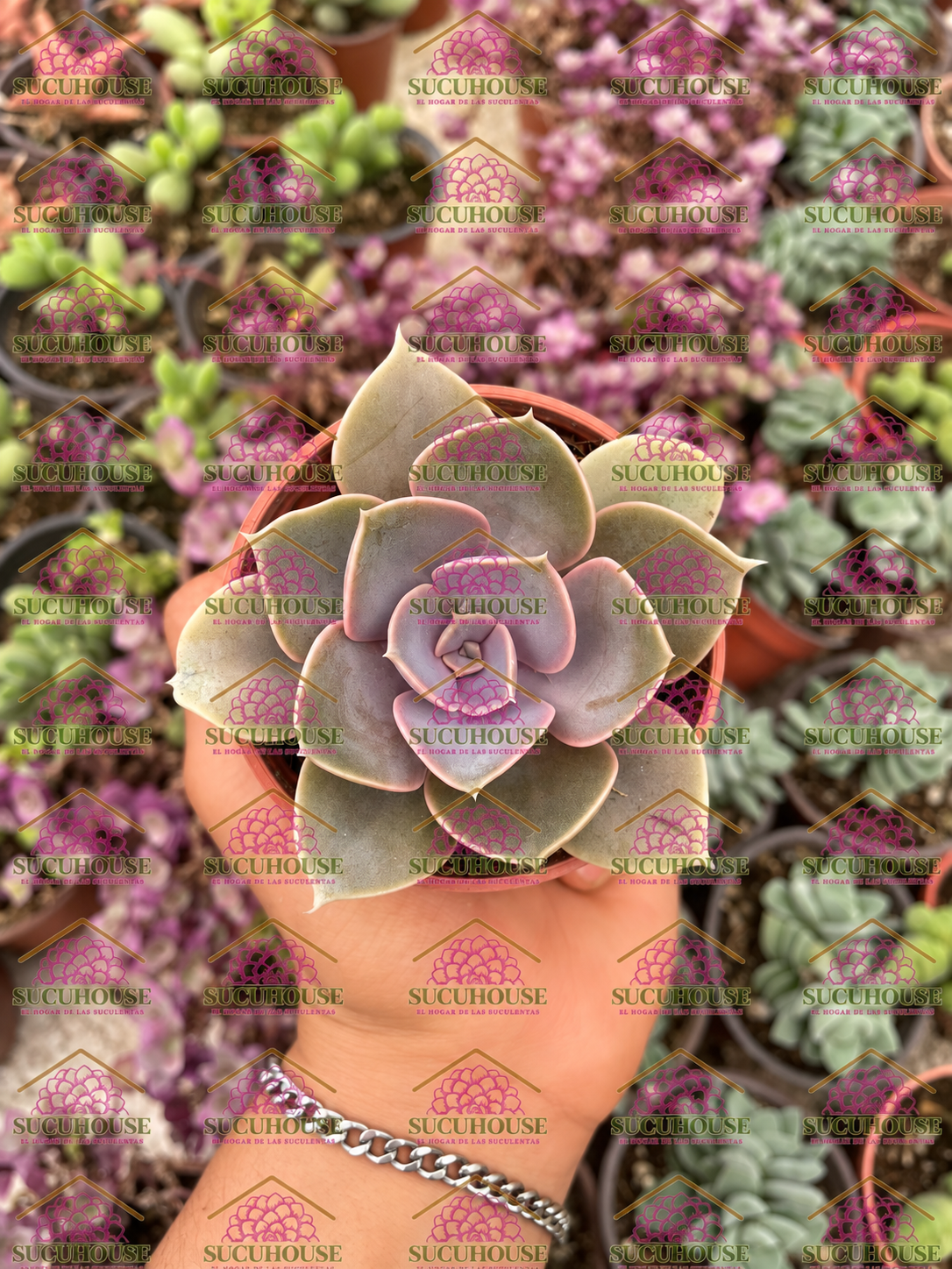 Echeveria Perle von Nürnberg M3'
