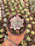 Echeveria Bruma M3'