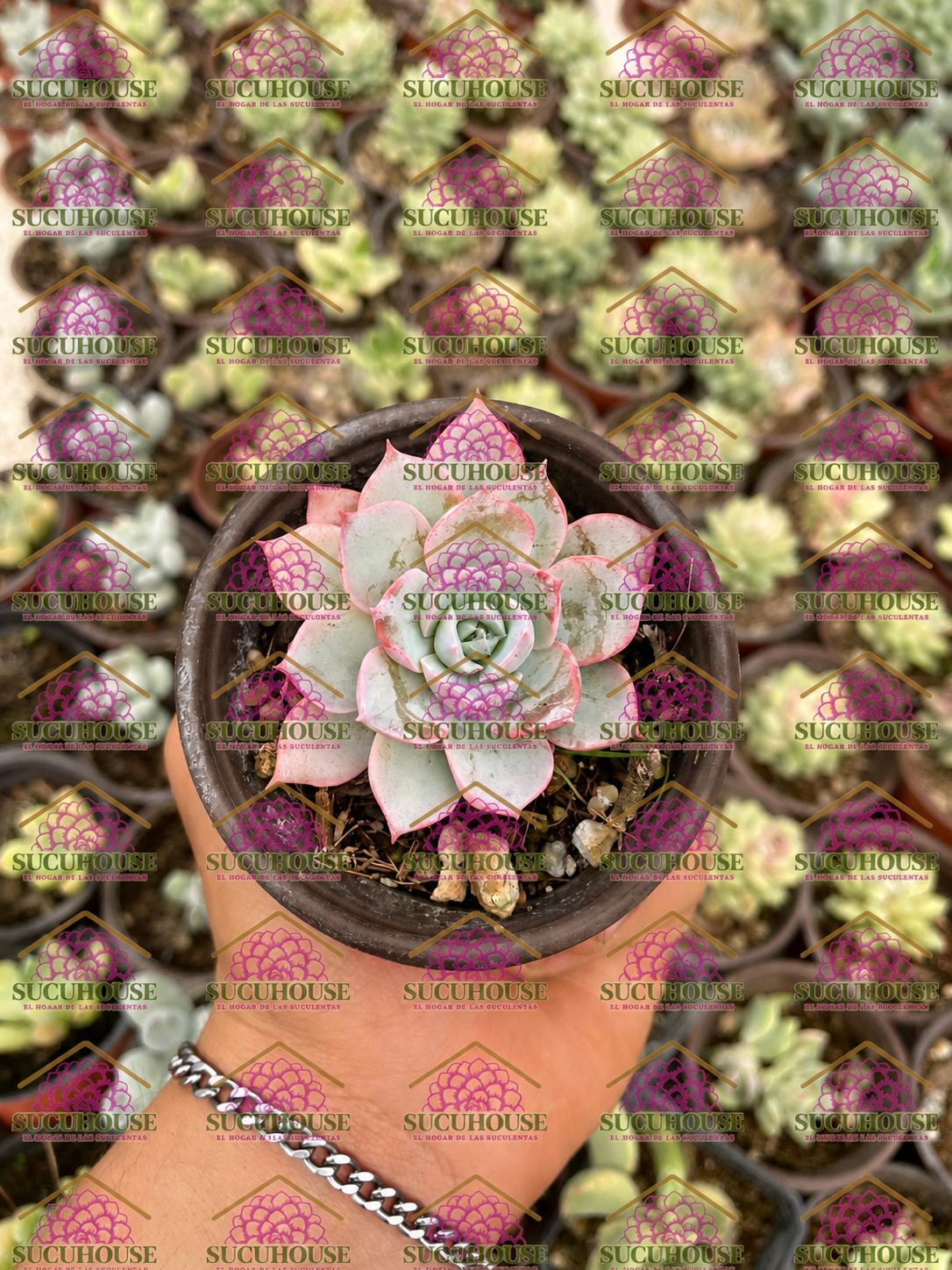 Echeveria Bruma M3'