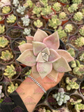 Graptopetalum paraguayense var sp. M3'