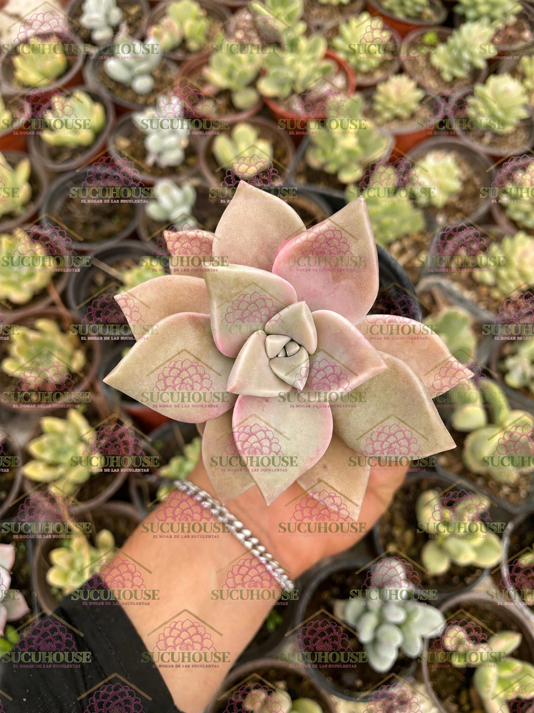 Graptopetalum paraguayense var sp. M3'