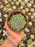 Echeveria setosa var sp. M3'