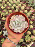 Echeveria runyonii 'San Carlos M3'