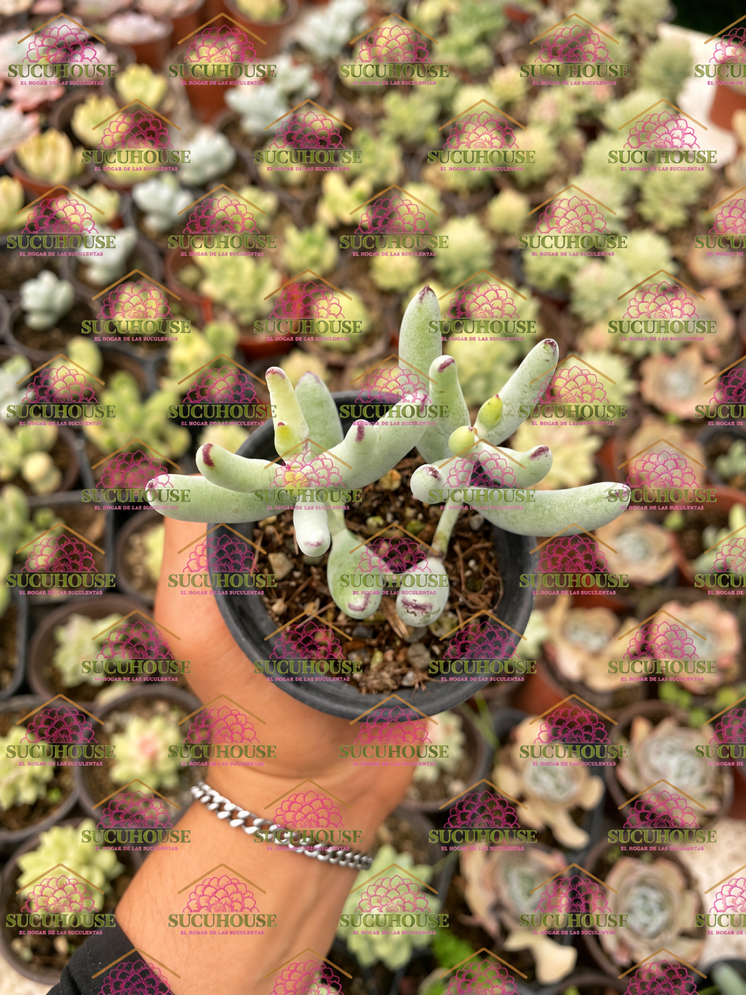 Cotyledon orbiculata var. sp M3'