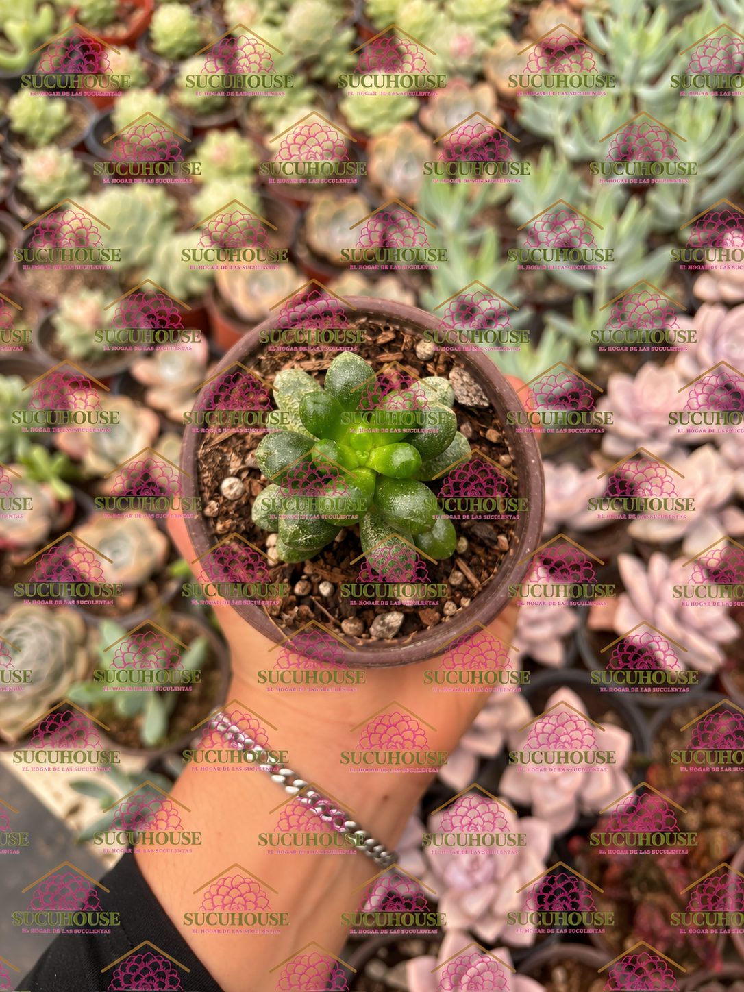 Sedum hernandezii M3'