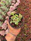 Cotyledon pendens variegado M3'