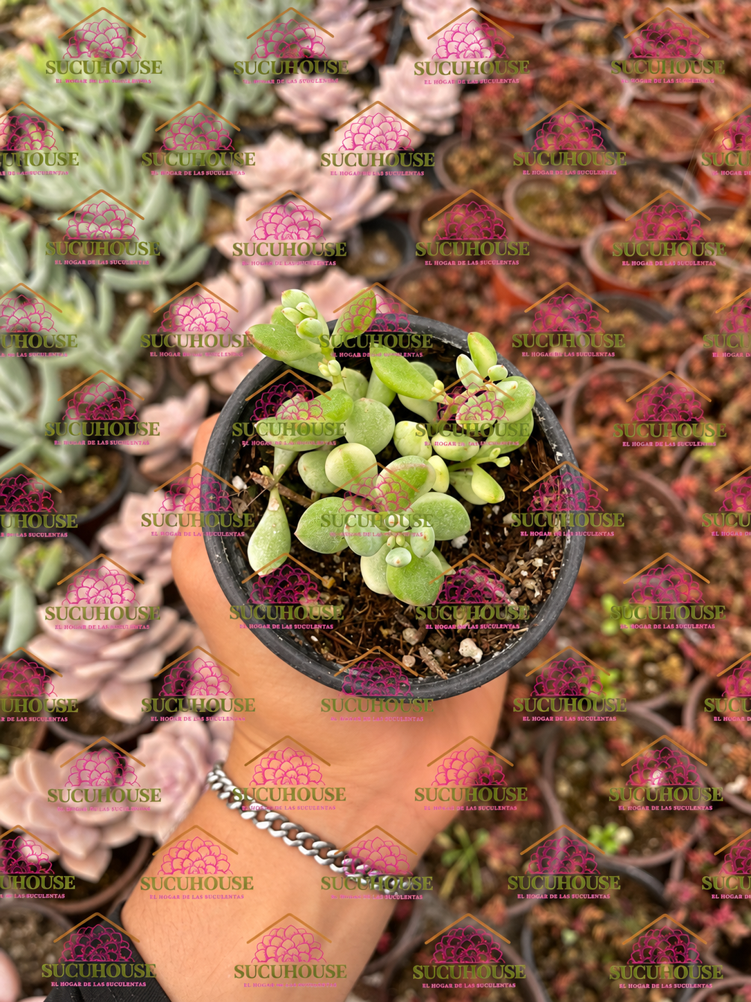 Cotyledon pendens variegado M3'