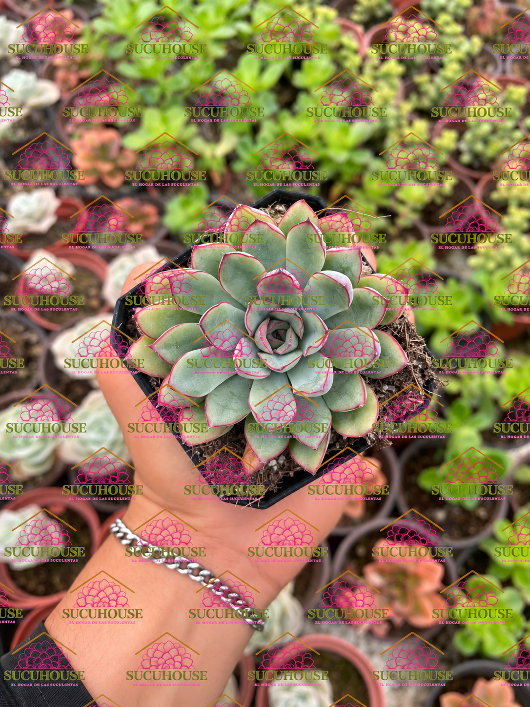 Echeveria pulidonis M3'
