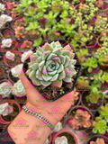 Echeveria sanchez-mejoradae M3'