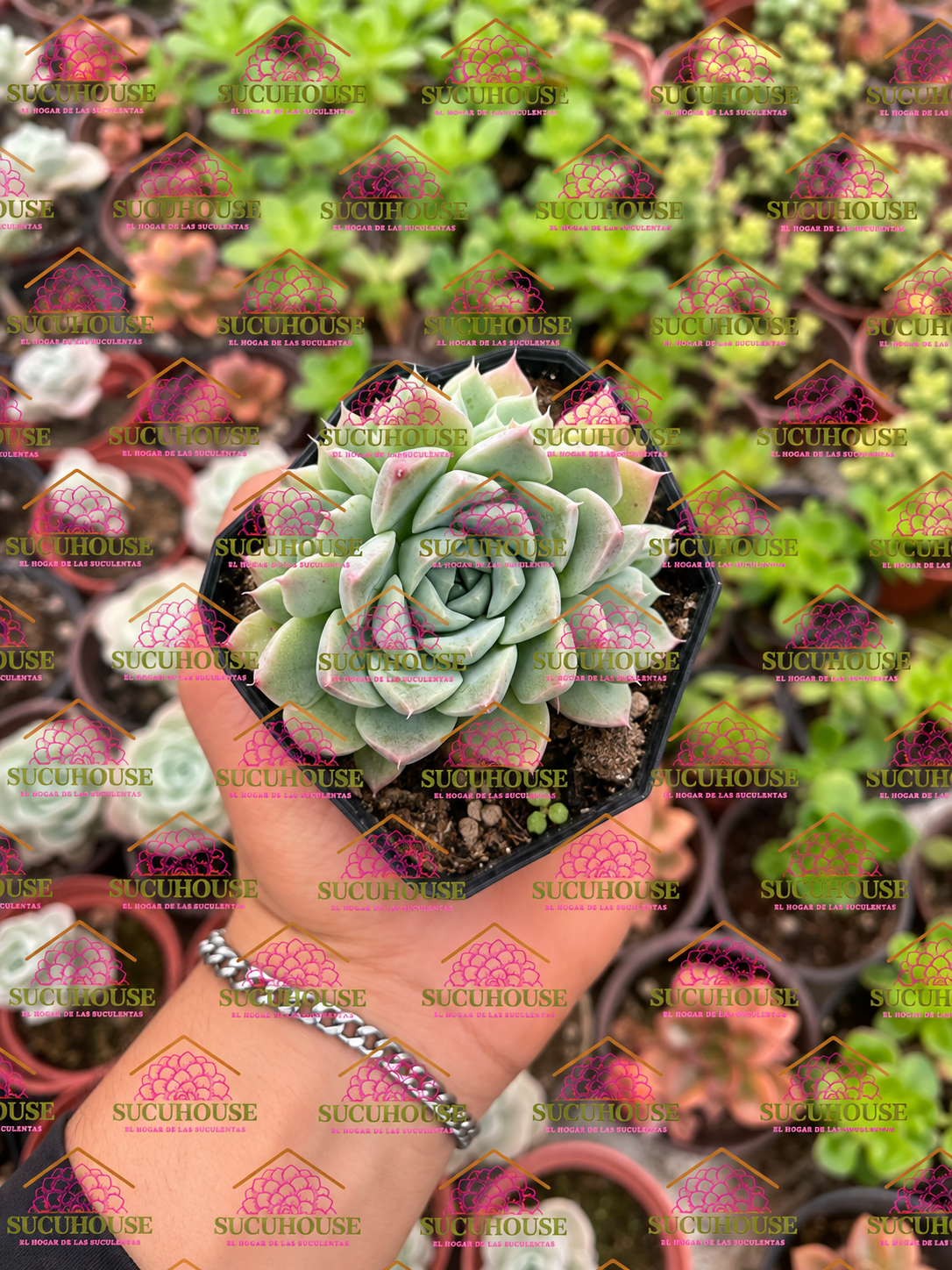 Echeveria sanchez-mejoradae M3'