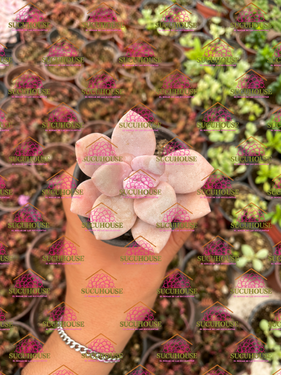 Graptopetalum Murasaki M3'