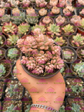 Echeveria Querencia M3'