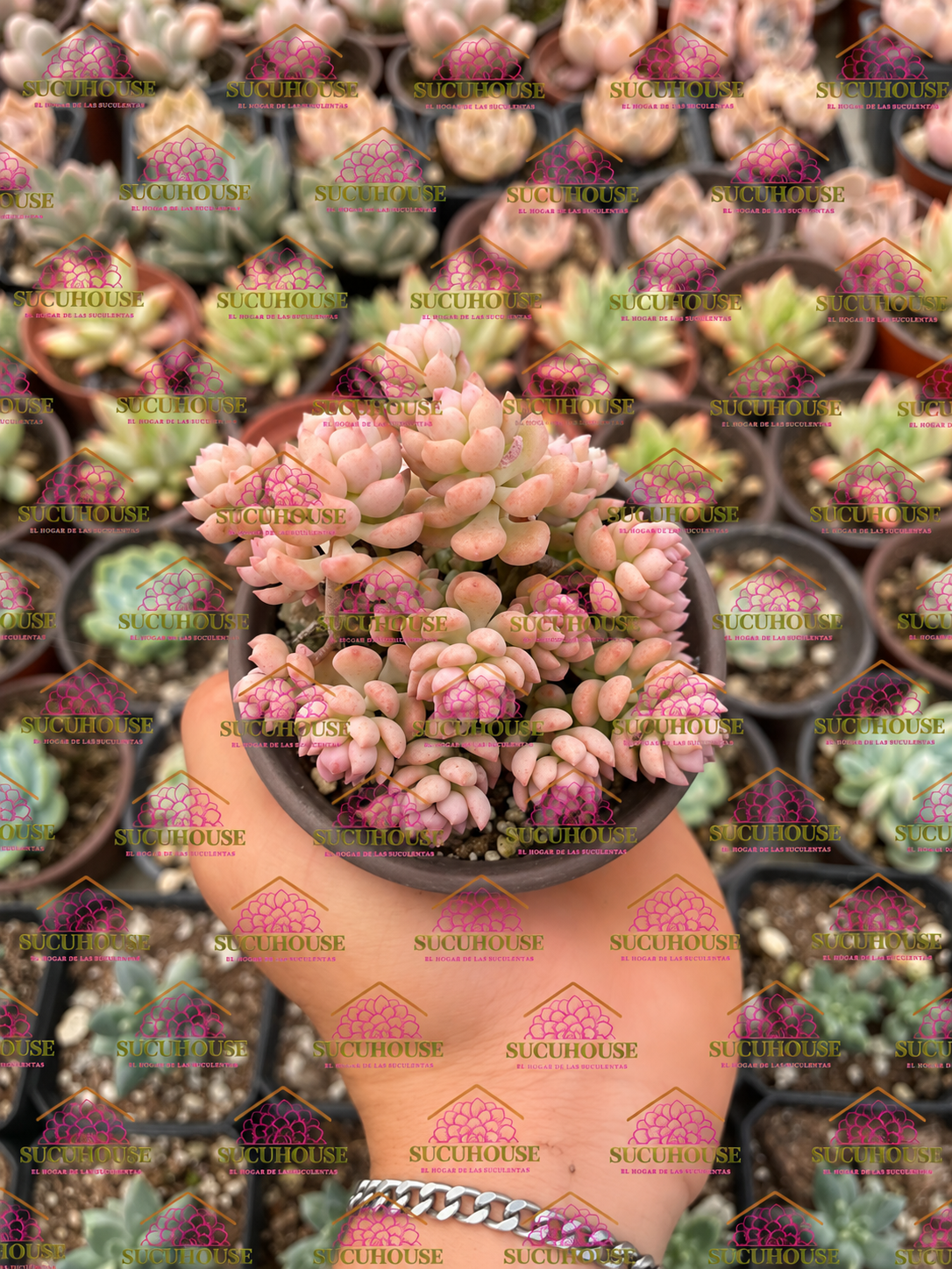 Echeveria Querencia M3'