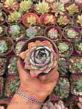 Echeveria Caribbean Blue M3'