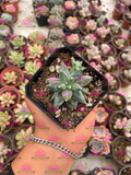 Pachyphytum compactum M3'
