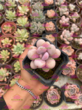 raptopetalum amethystinum M3'