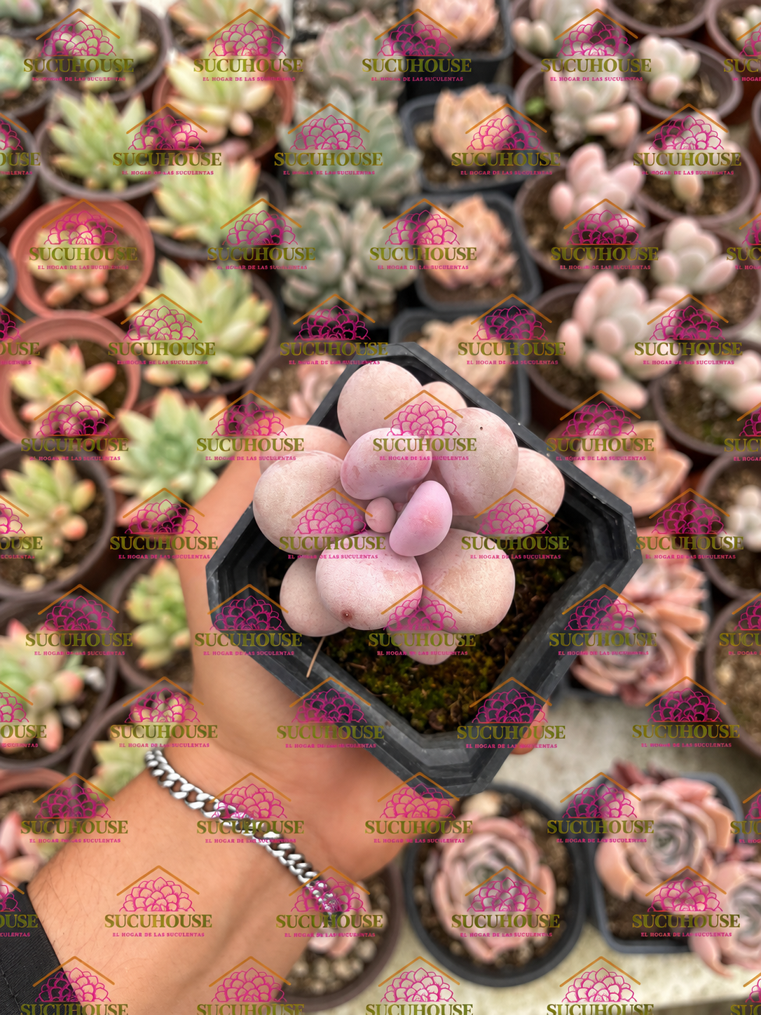 raptopetalum amethystinum M3'