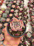 Echeveria shaviana M3'