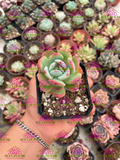Sedum florenciana M3'