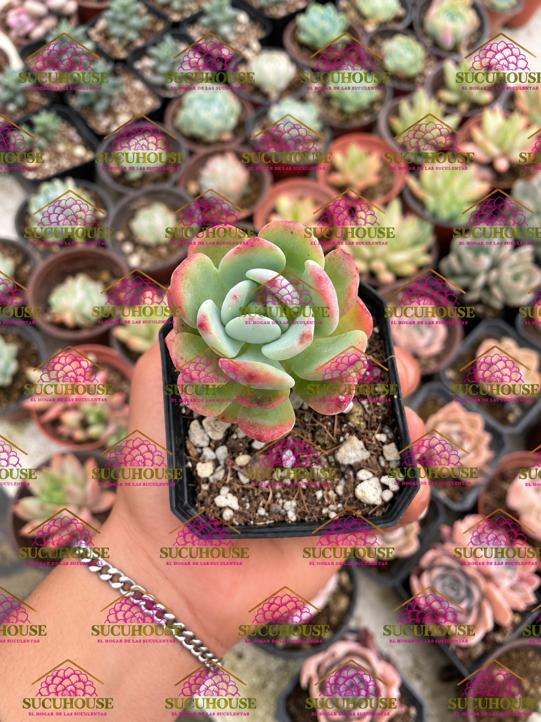 Sedum florenciana M3'