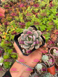 Pachyveria Corvus M3'