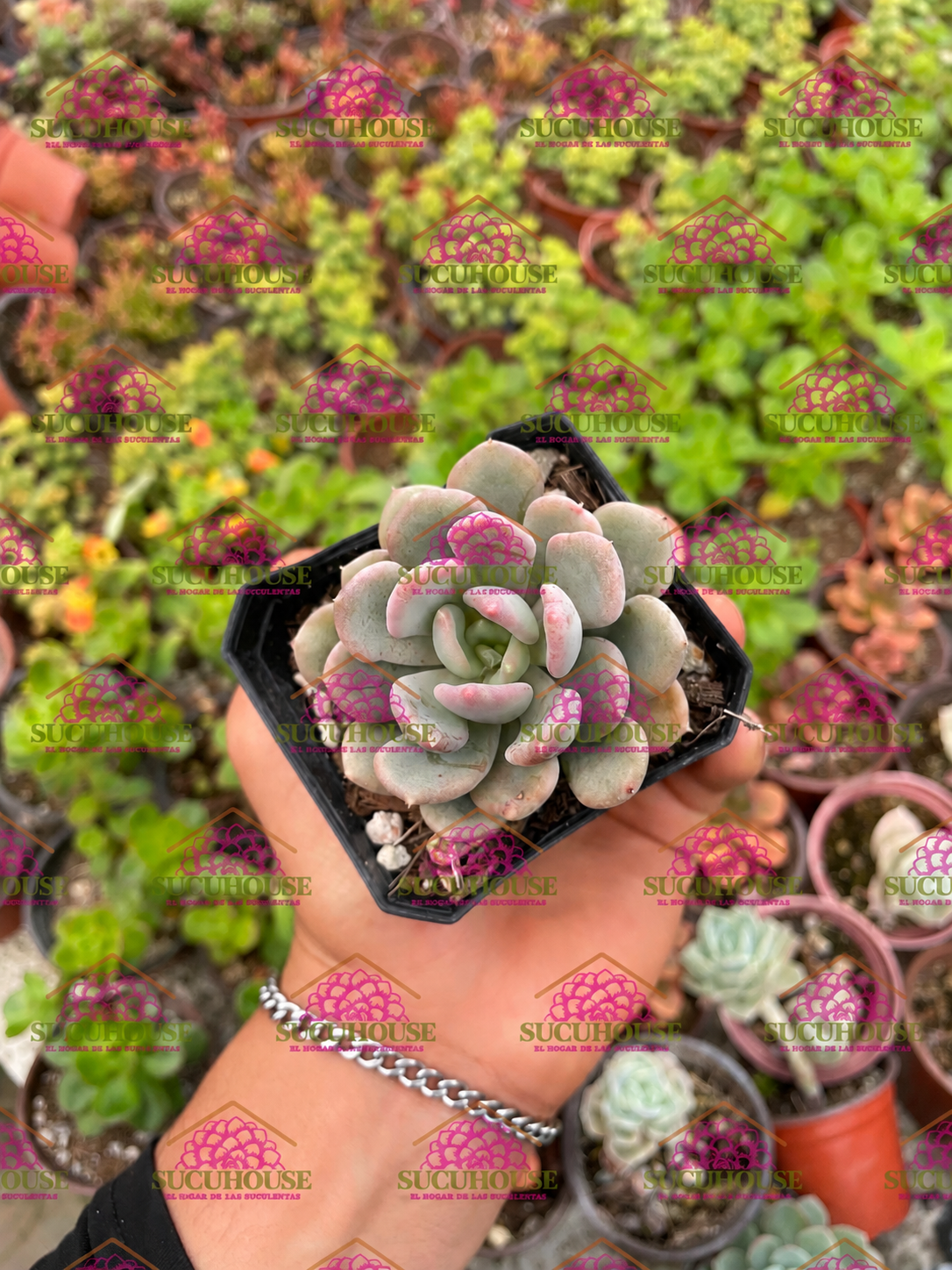 Pachyveria Corvus M3'