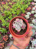 Echeveria Arctic Ice M3'