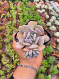 Echeveria Cubic Frost M3'