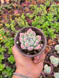 Hibrido laui x colorata M3'