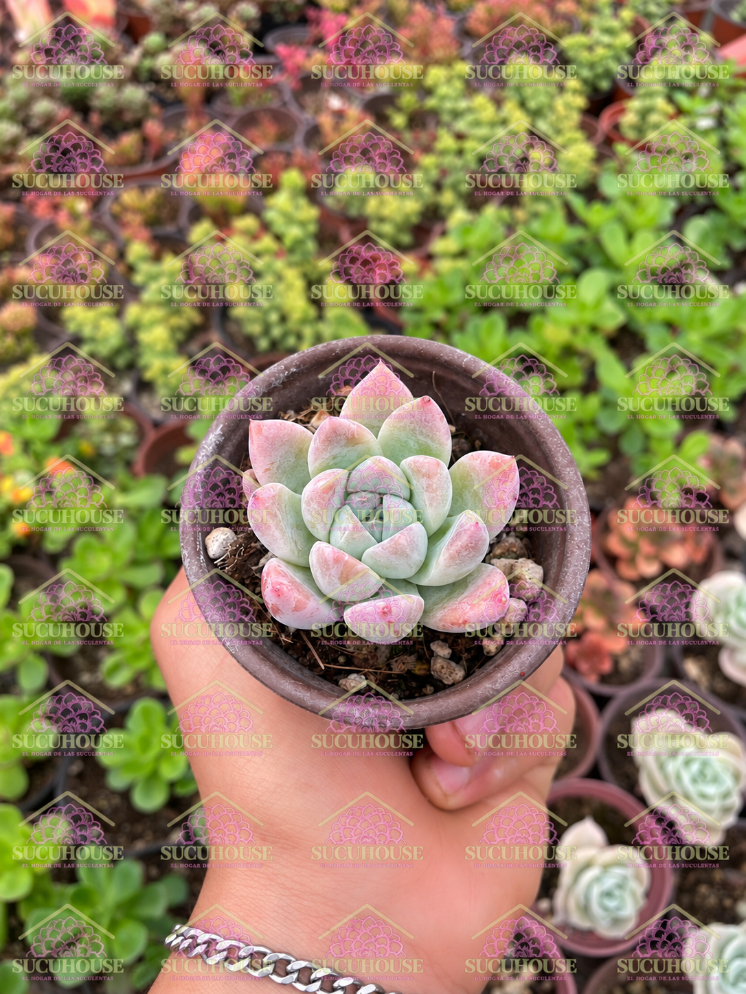 Hibrido laui x colorata M3'